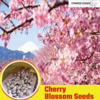 Chinese Cherry Blossom Seeds Pack of 25 Pieces for Gardening And Planting